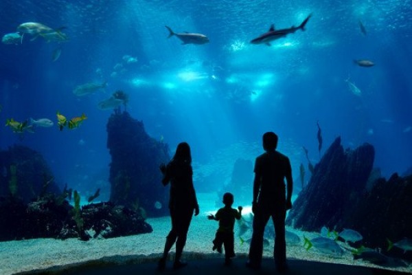 Aquarium Saint Malo Das Große Aquarium – Saint-Malo