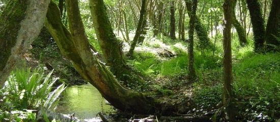 Forêt des Elfes La Forêt des Elfes