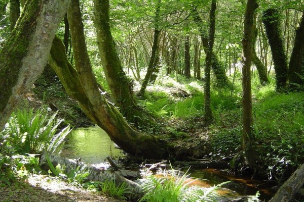 Forêt des Elfes La Forêt des Elfes