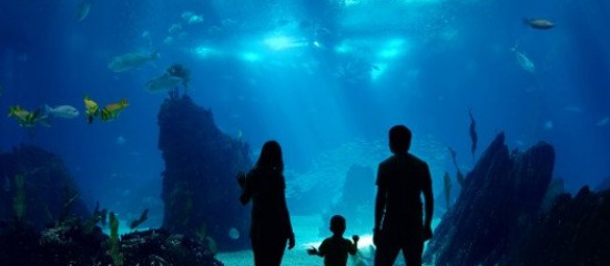 Aquarium Saint Malo Большой аквариум