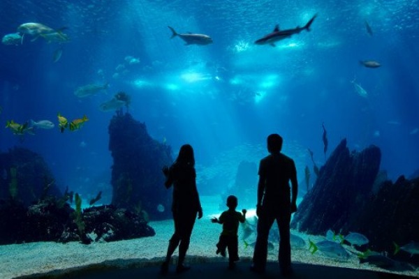 Aquarium Saint Malo Большой аквариум